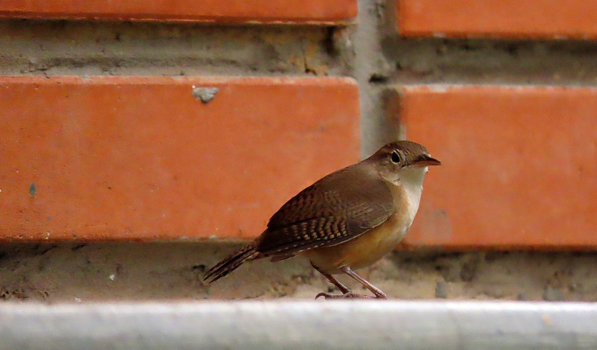 House Wren - ML503267231