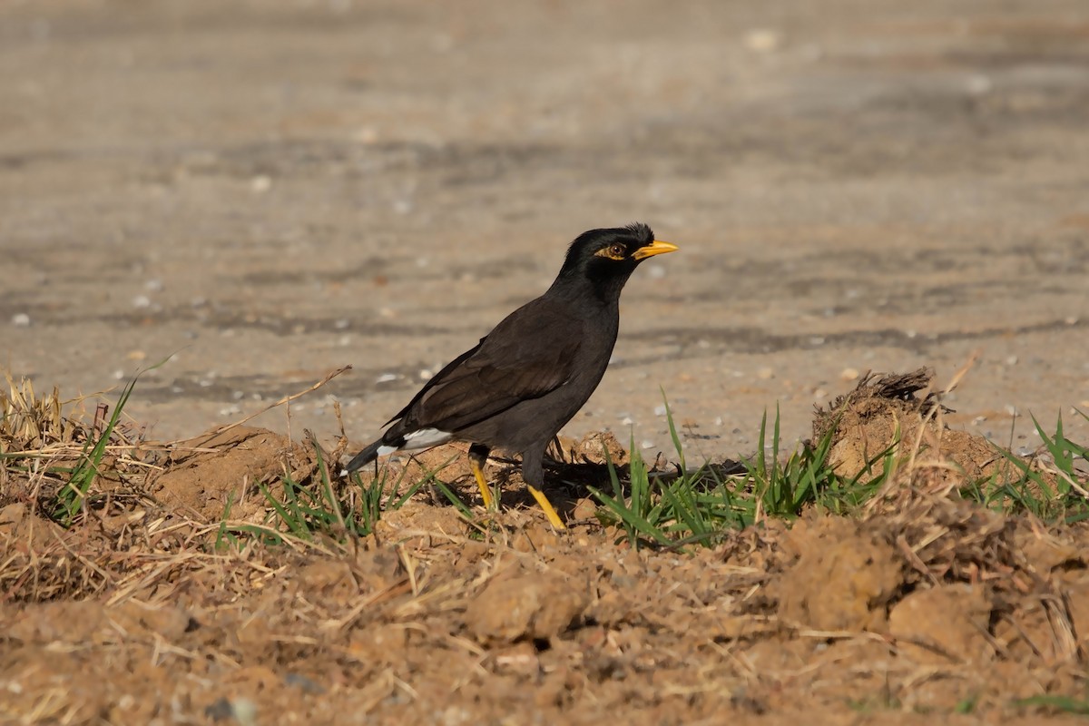 Common x Great Myna (hybrid) - Jirawut Jannoi