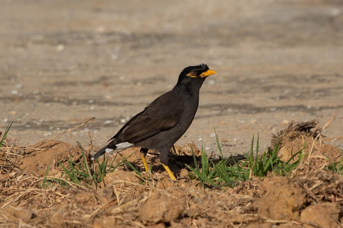 Common x Great Myna (hybrid) - Jirawut Jannoi