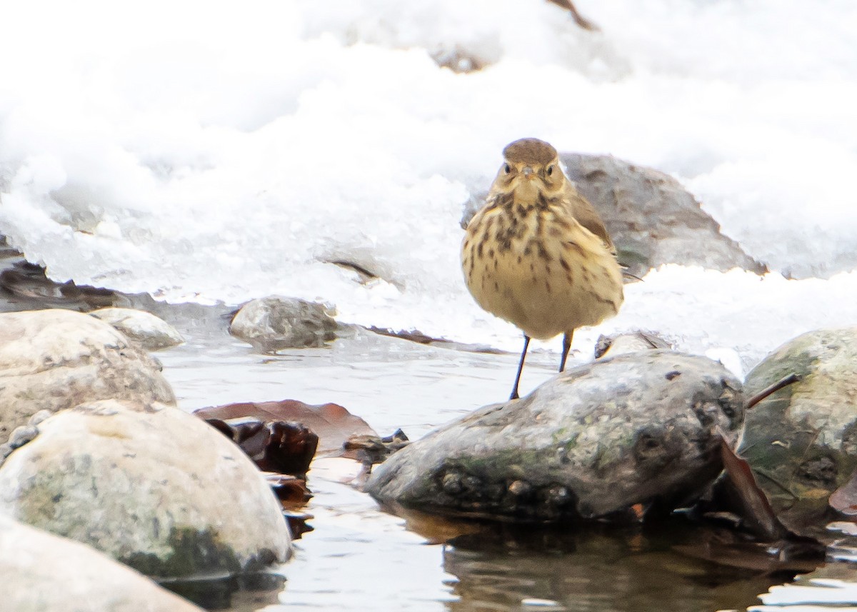 Pipit d'Amérique - ML503269791