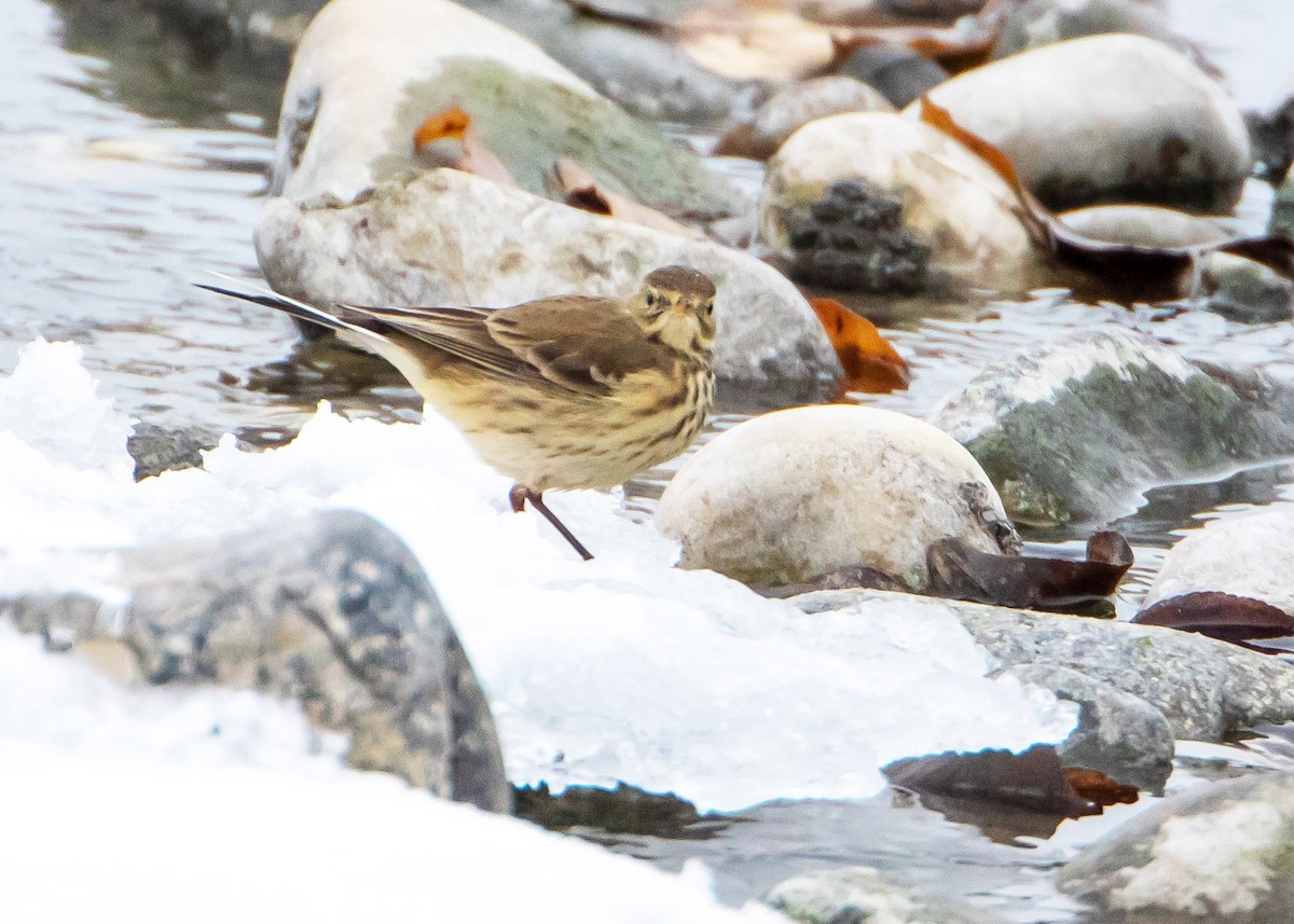 American Pipit - ML503269801