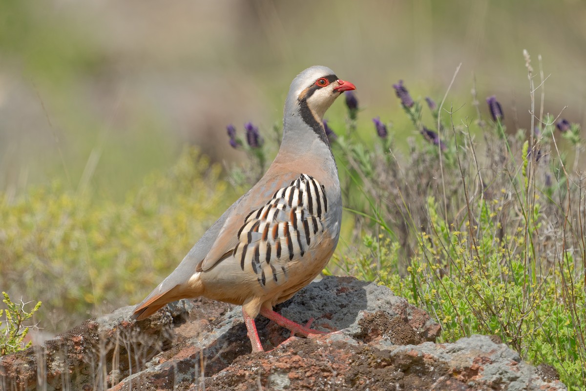 Chukar - ML503271101