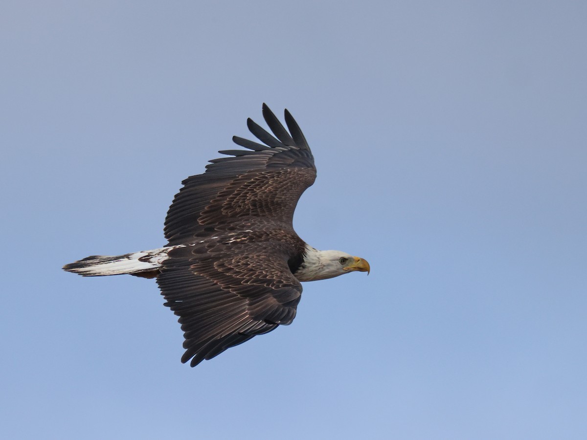 Bald Eagle - ML503271591