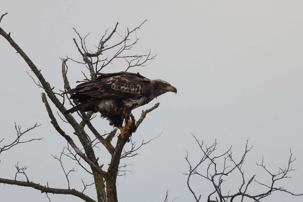 Bald Eagle - ML503271601