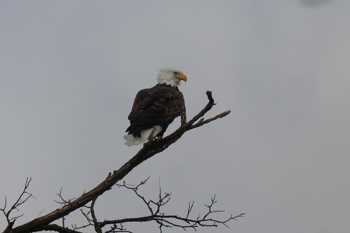 Bald Eagle - ML503271611