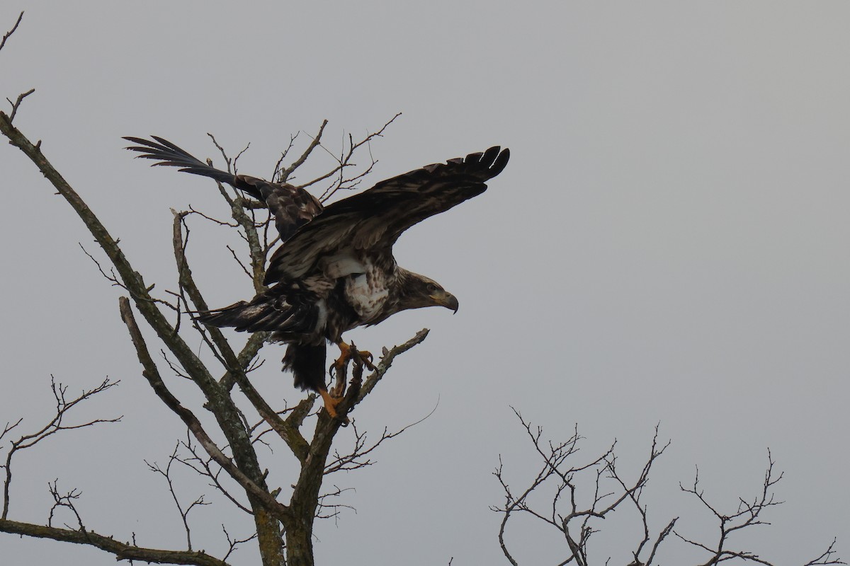 Bald Eagle - ML503271621