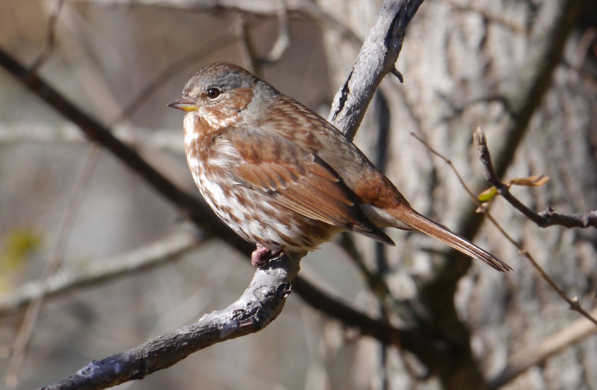 Fox Sparrow - ML503271941