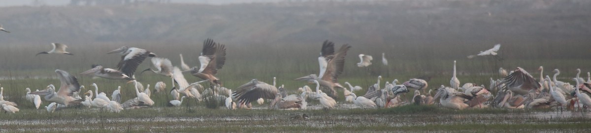 Spot-billed Pelican - ML50327321