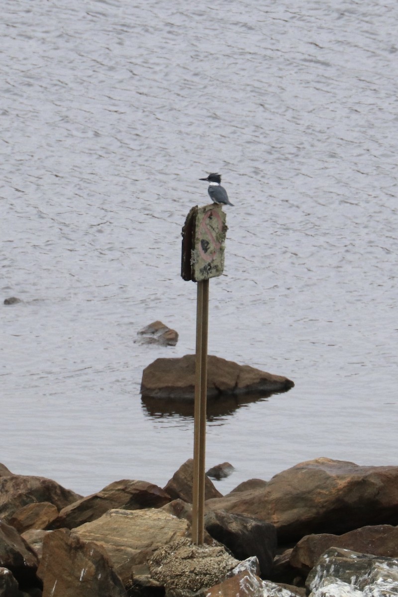 Belted Kingfisher - ML503274251