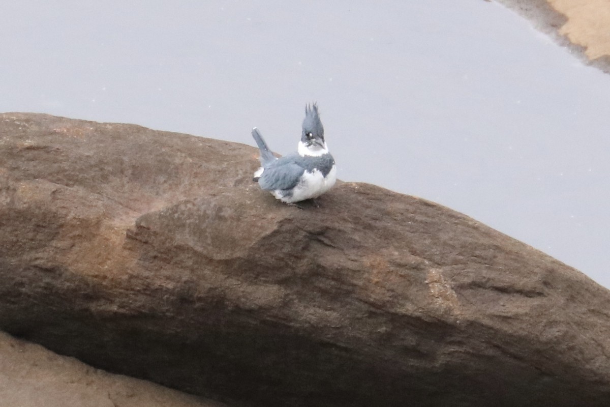 Belted Kingfisher - ML503274261