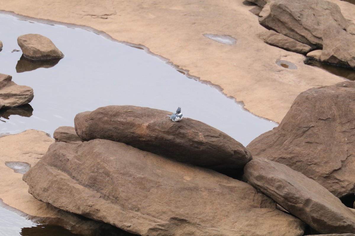 Belted Kingfisher - ML503274281