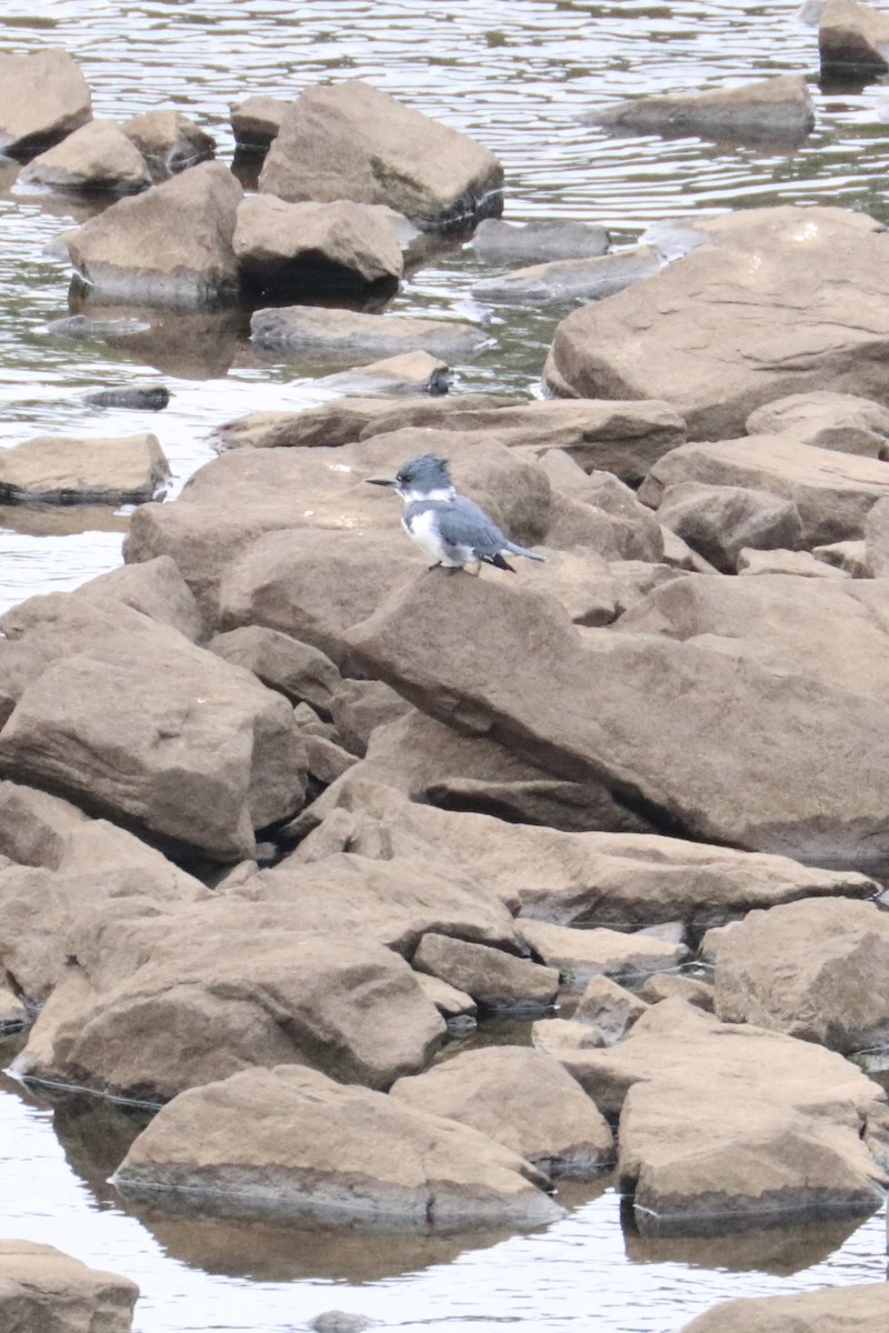 Belted Kingfisher - ML503274321