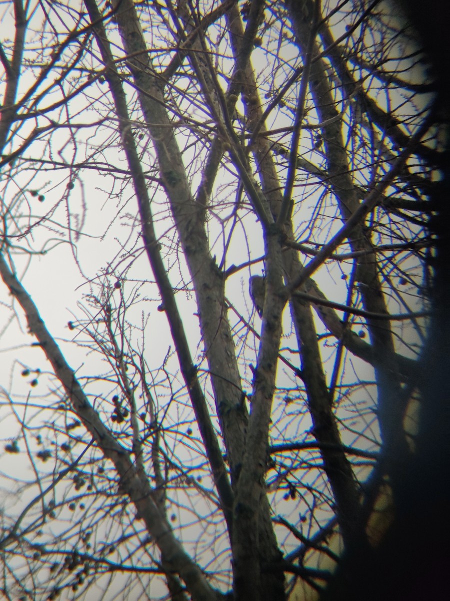 Yellow-bellied Sapsucker - ML503275051