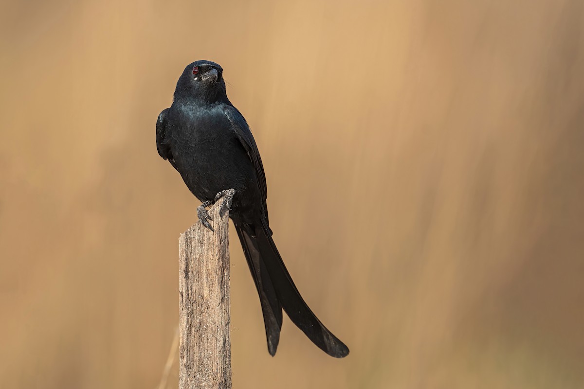 Black Drongo - Deepak Budhathoki 🦉