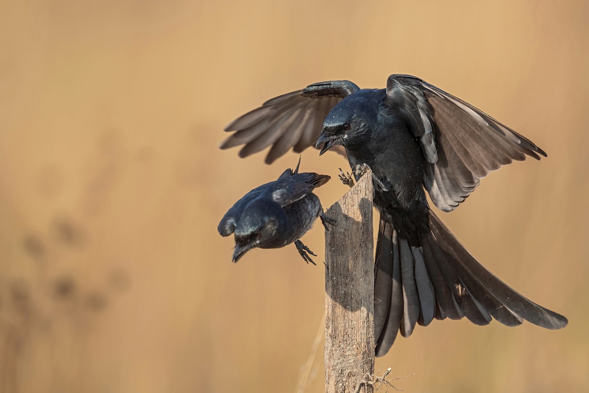 Black Drongo - ML503276451