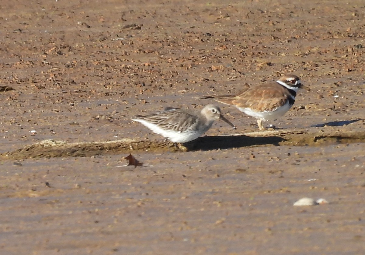 Dunlin - ML503277881