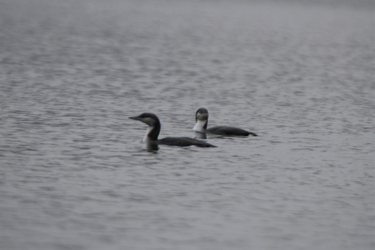 Arctic Loon - ML503278921