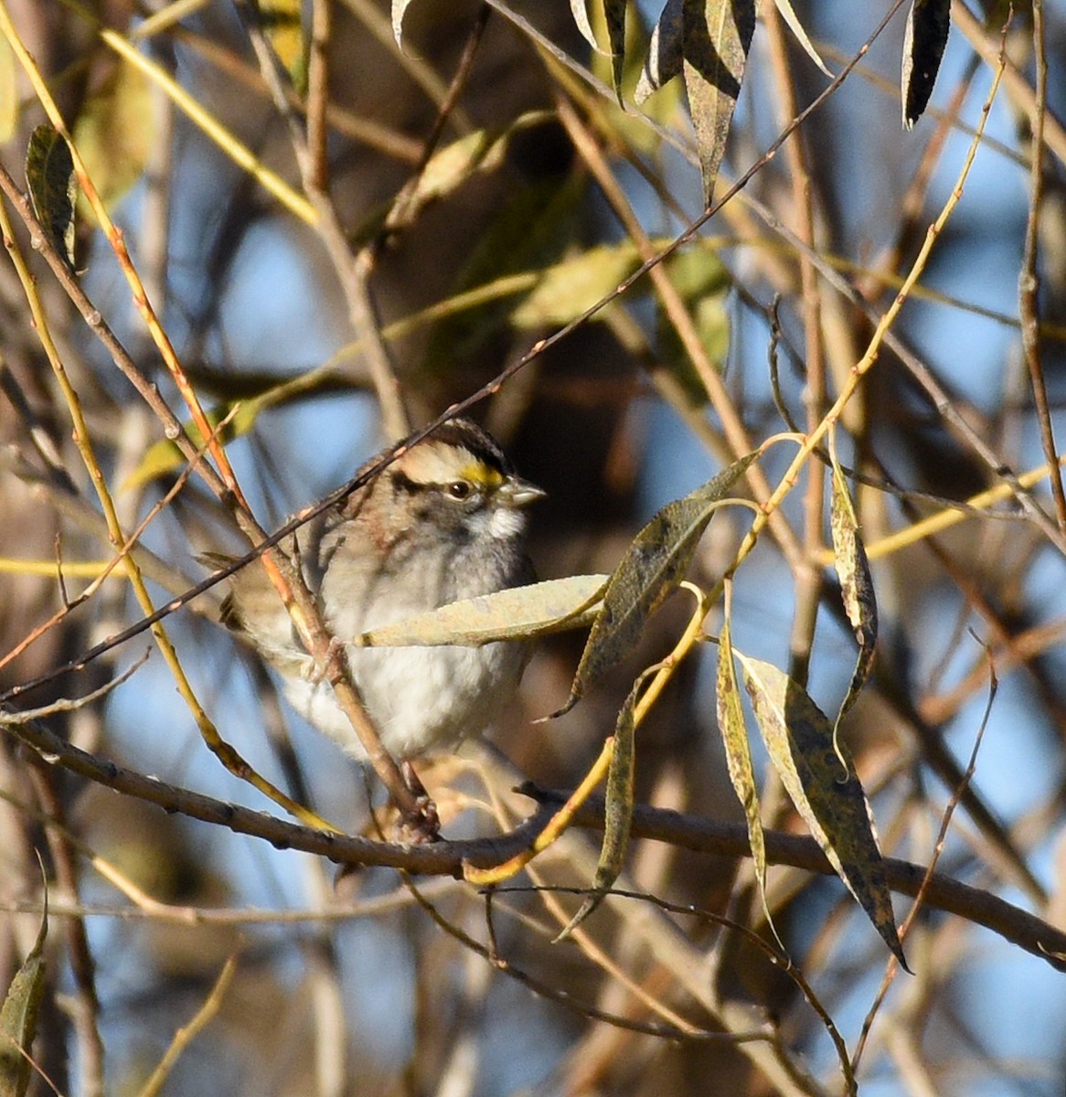 White-throated Sparrow - ML503279771