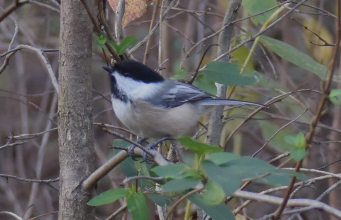 Black-capped Chickadee - ML503280641