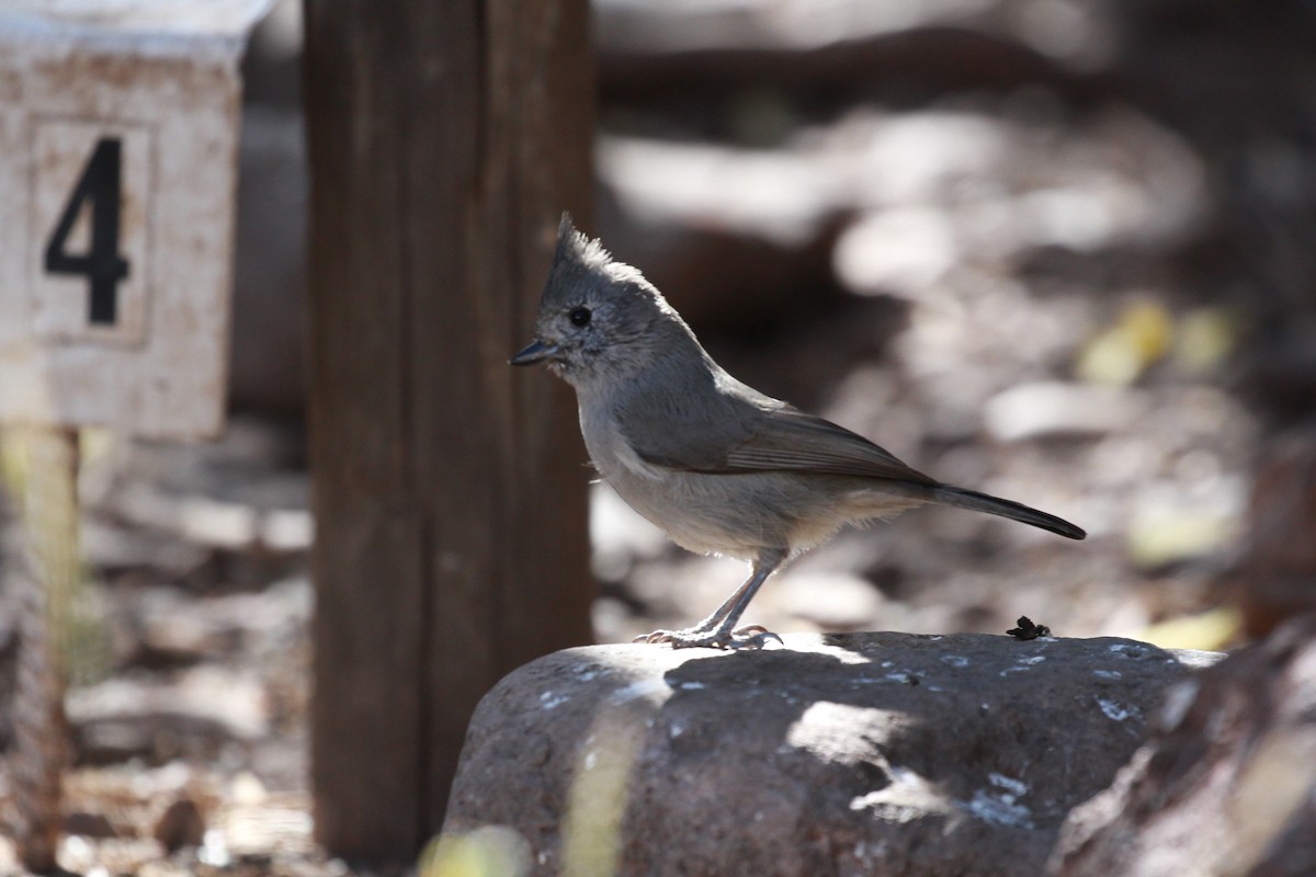 Juniper Titmouse - ML503280671