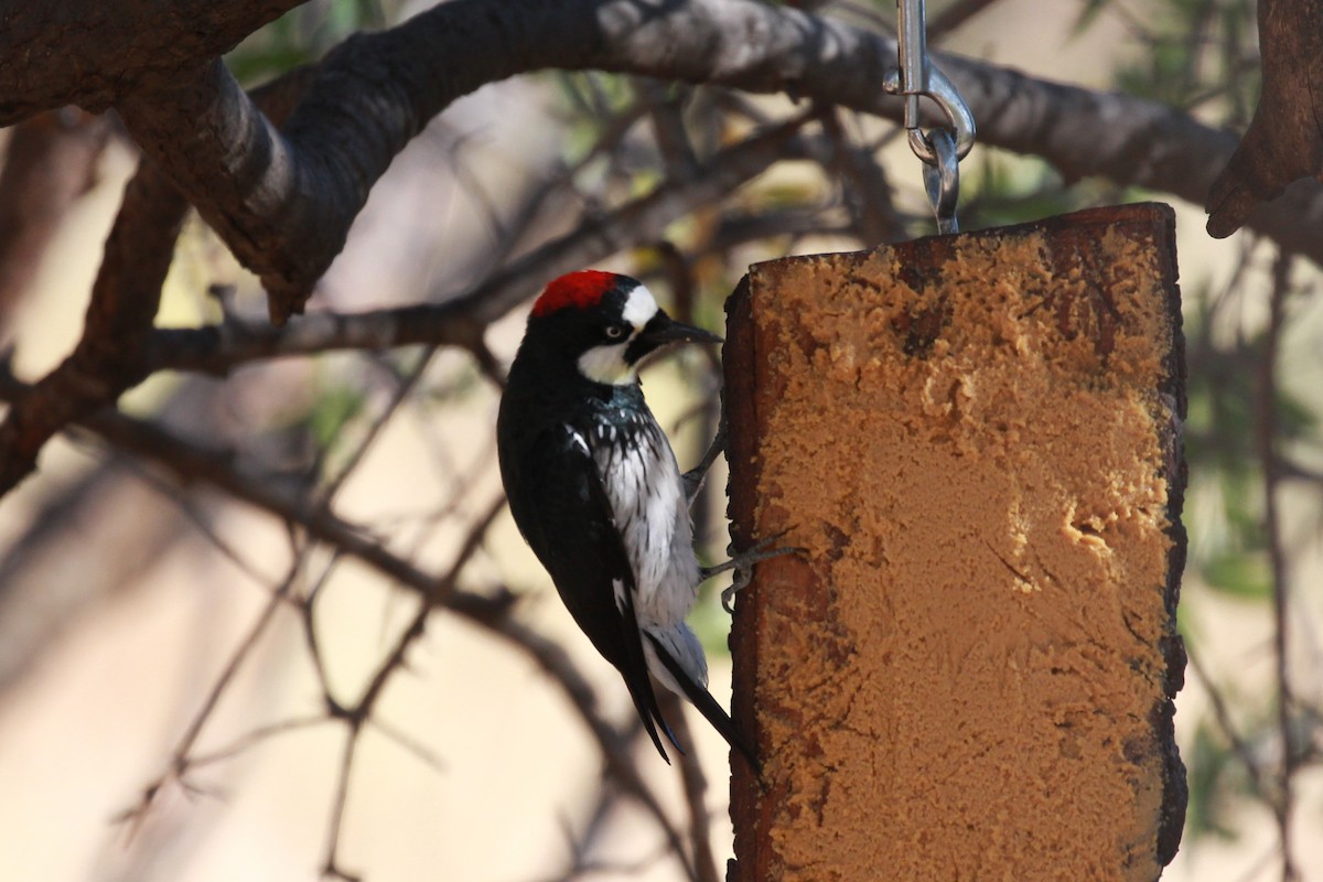 Acorn Woodpecker - ML503280851