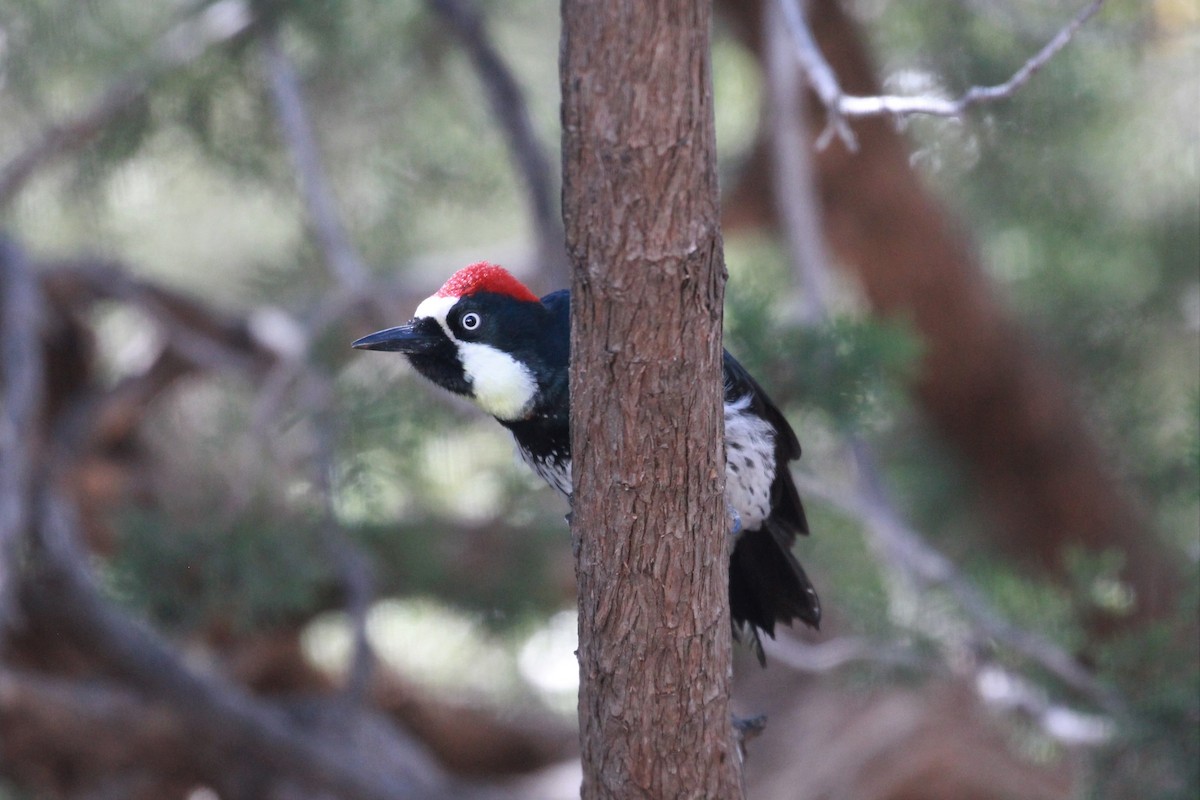 Acorn Woodpecker - ML503280861