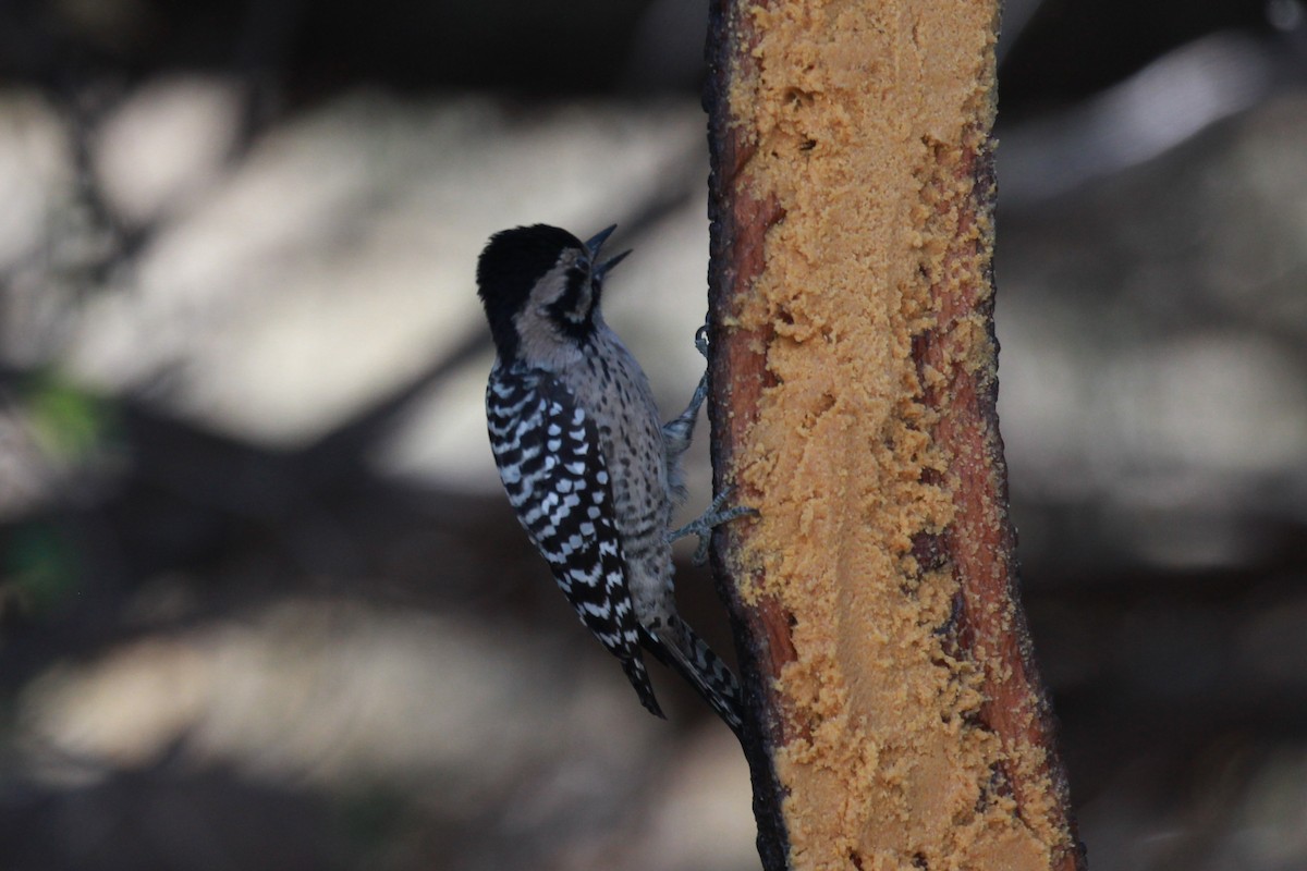 Ladder-backed Woodpecker - ML503280891