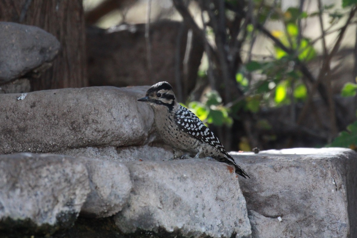 Ladder-backed Woodpecker - ML503280901