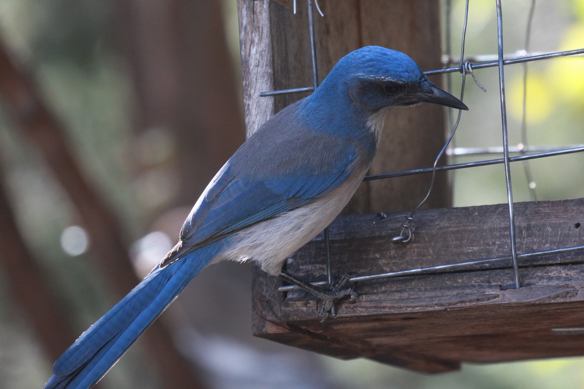 Woodhouse's Scrub-Jay - ML503280981