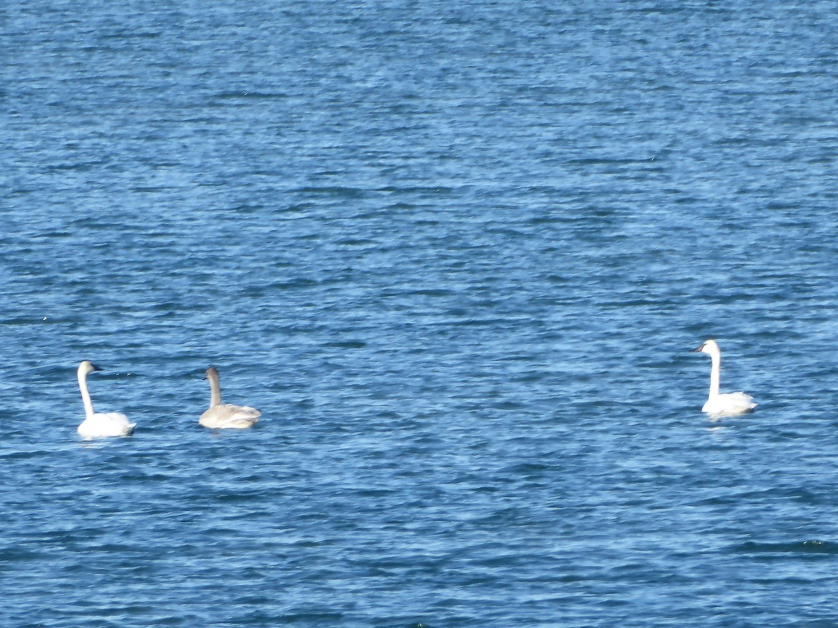 Trumpeter Swan - ML503281711