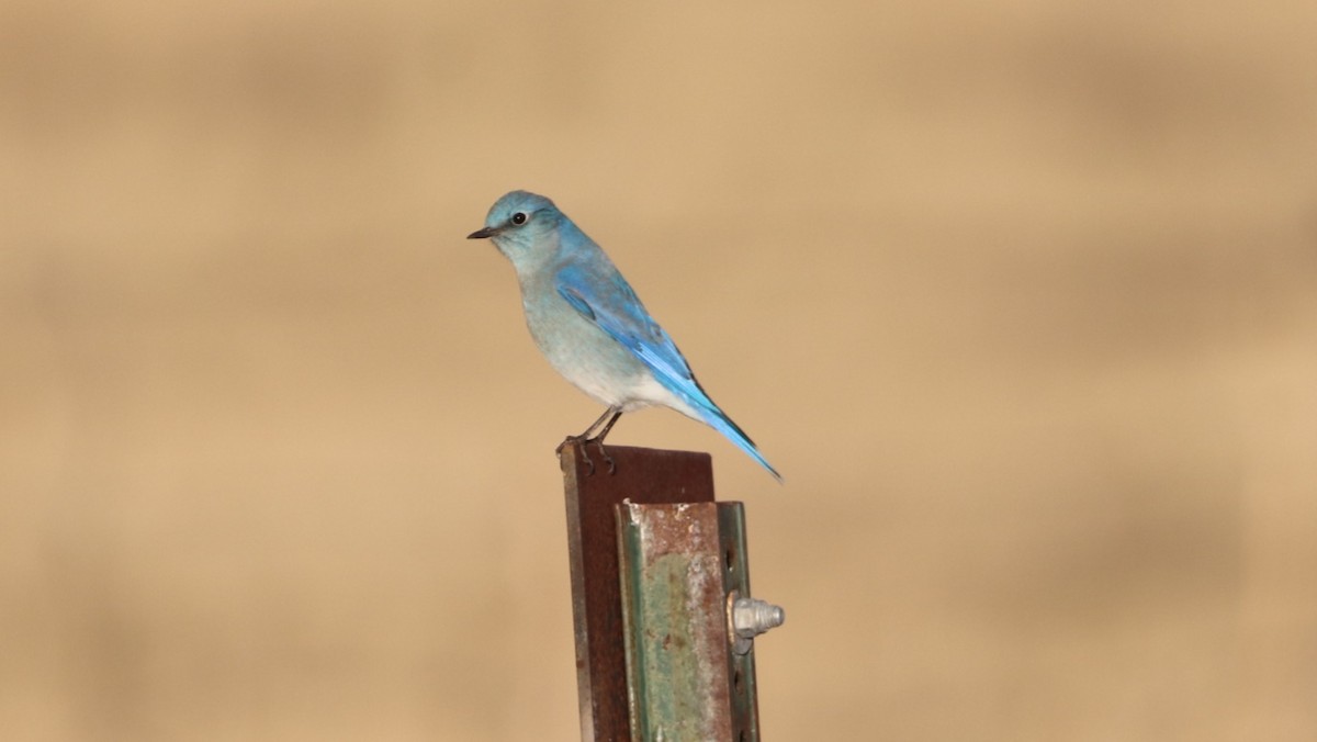 Mountain Bluebird - ML503282171