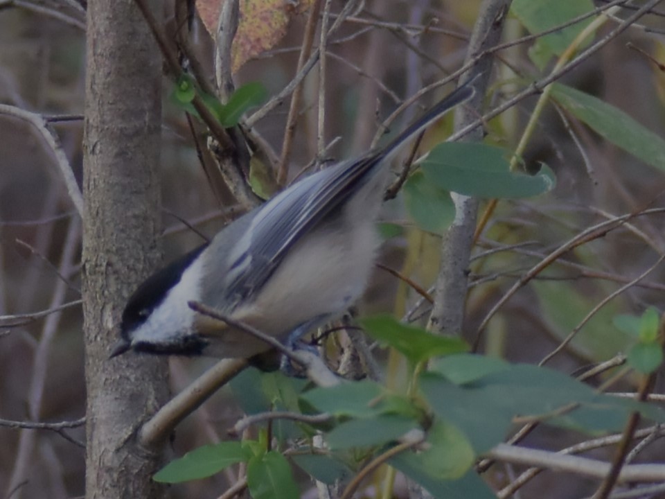 Black-capped Chickadee - ML503282201