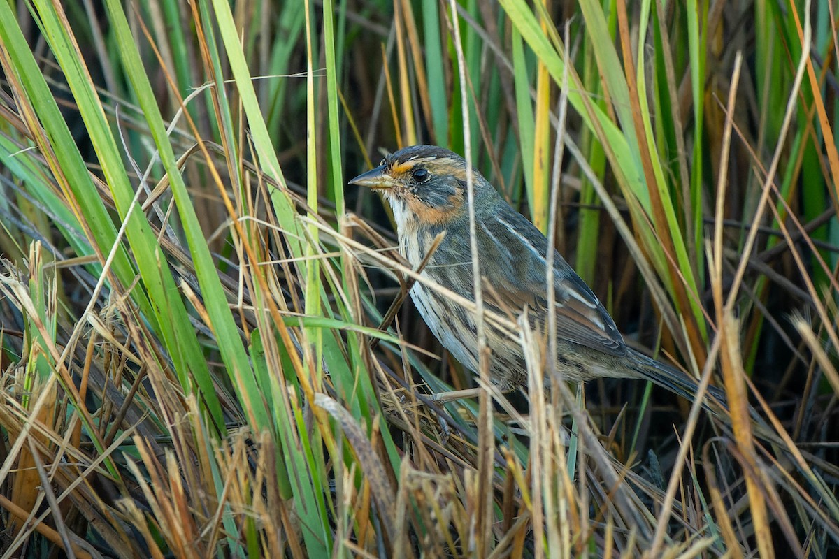 Saltmarsh Sparrow - David Kidwell