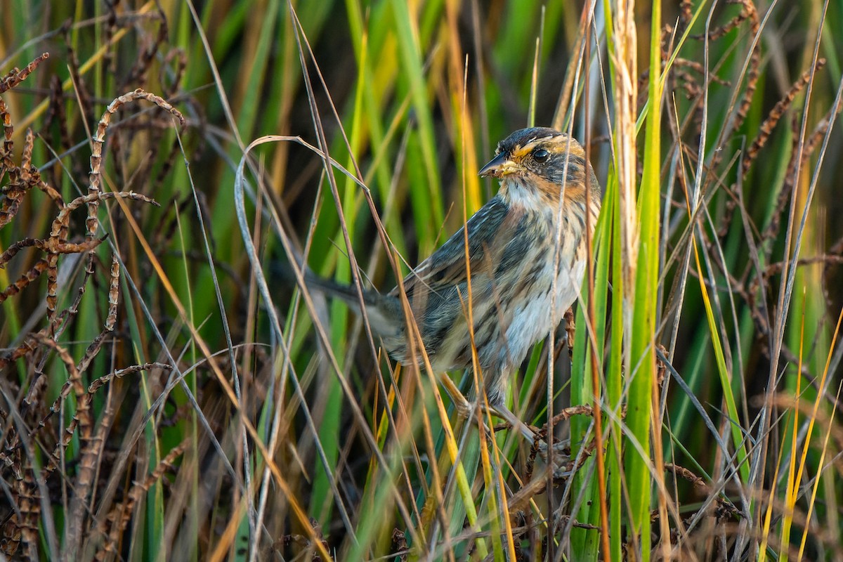 Saltmarsh Sparrow - David Kidwell