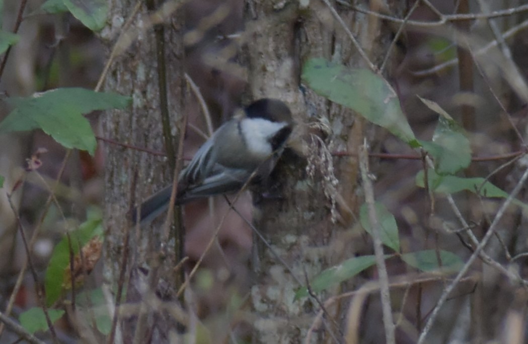 Black-capped Chickadee - ML503282341