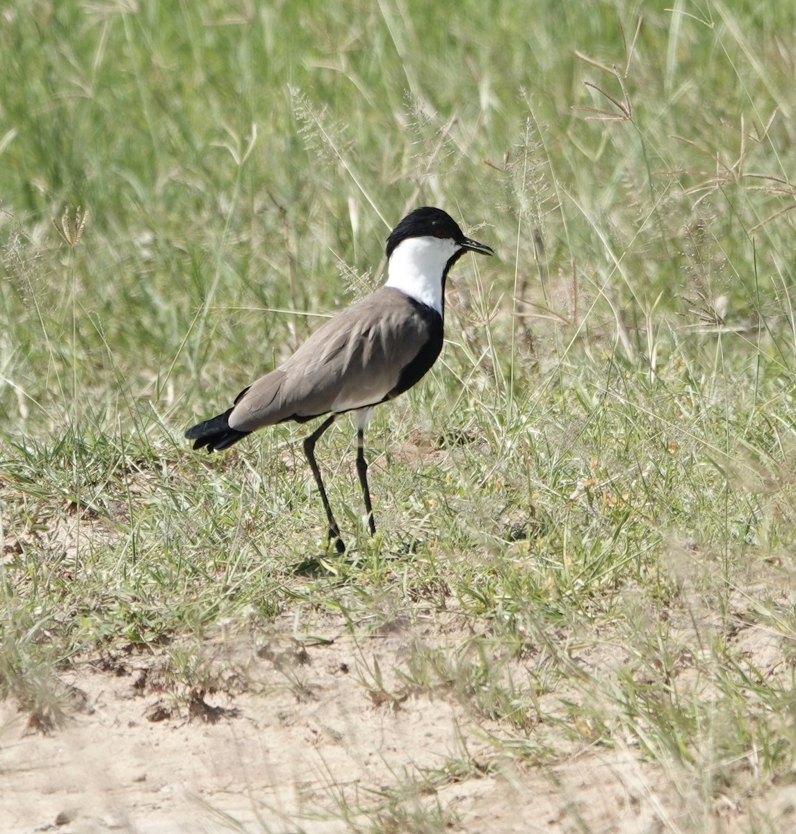 Spur-winged Lapwing - ML503282511