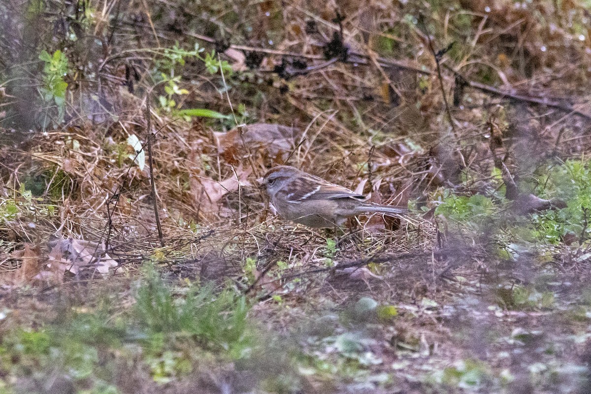 American Tree Sparrow - ML503282861