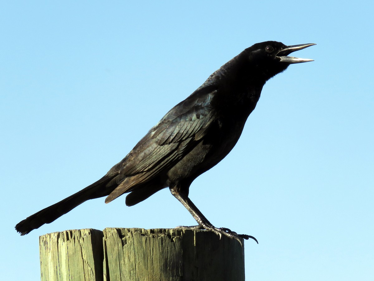Boat-tailed Grackle - ML50328291