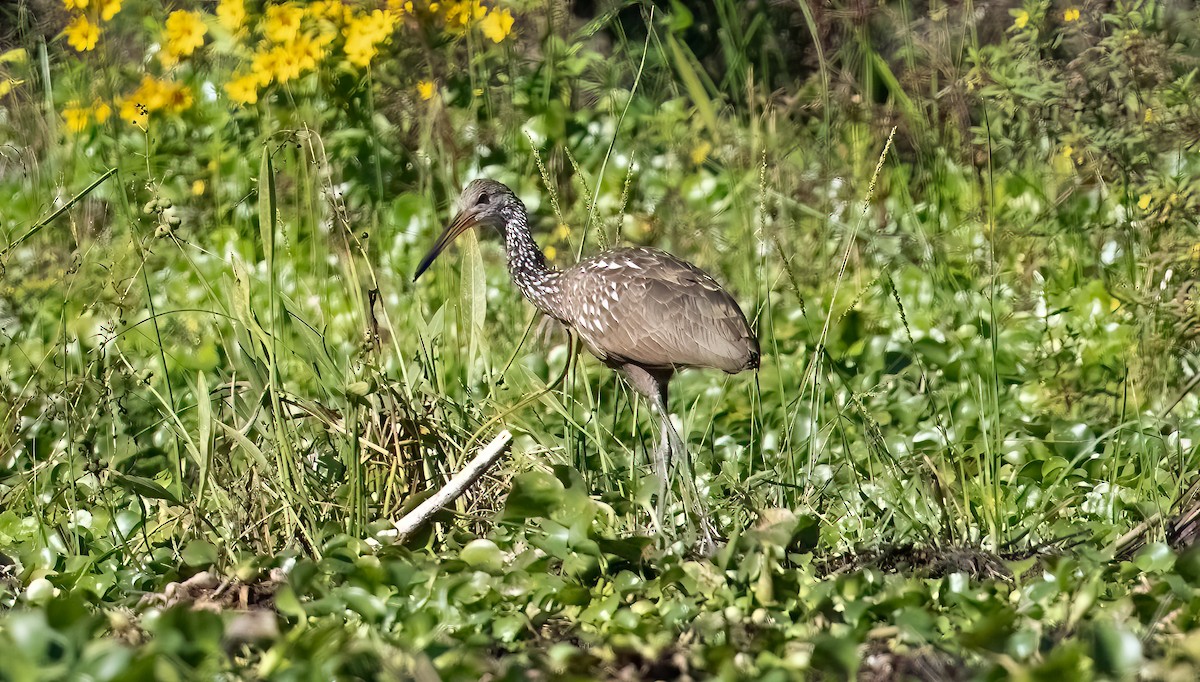 Limpkin - ML503283741