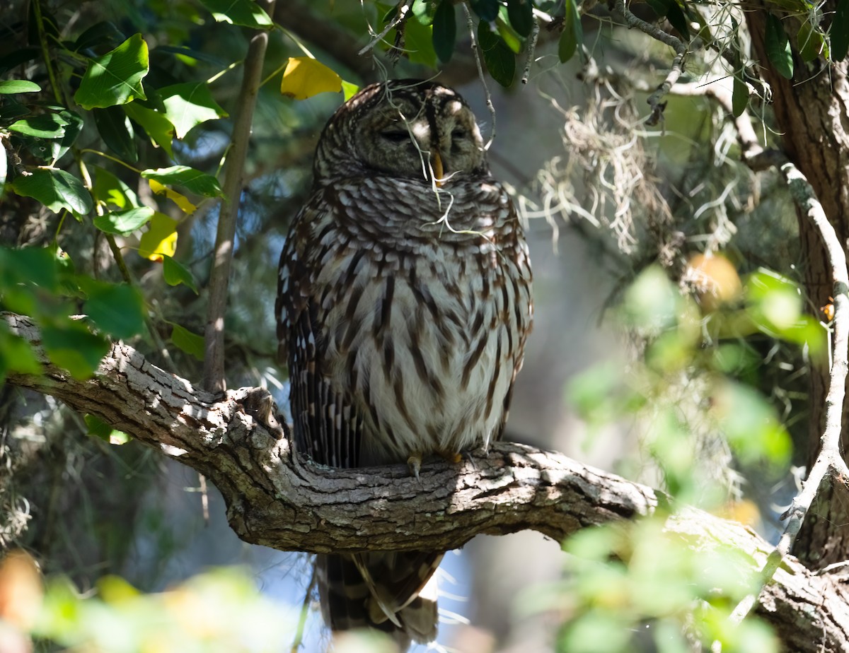 Barred Owl - ML503284141