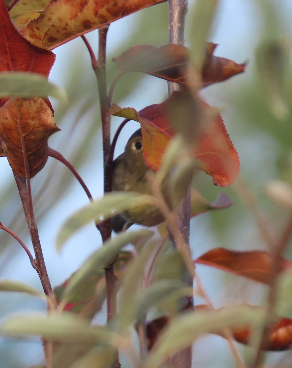 Ruby-crowned Kinglet - ML503284831