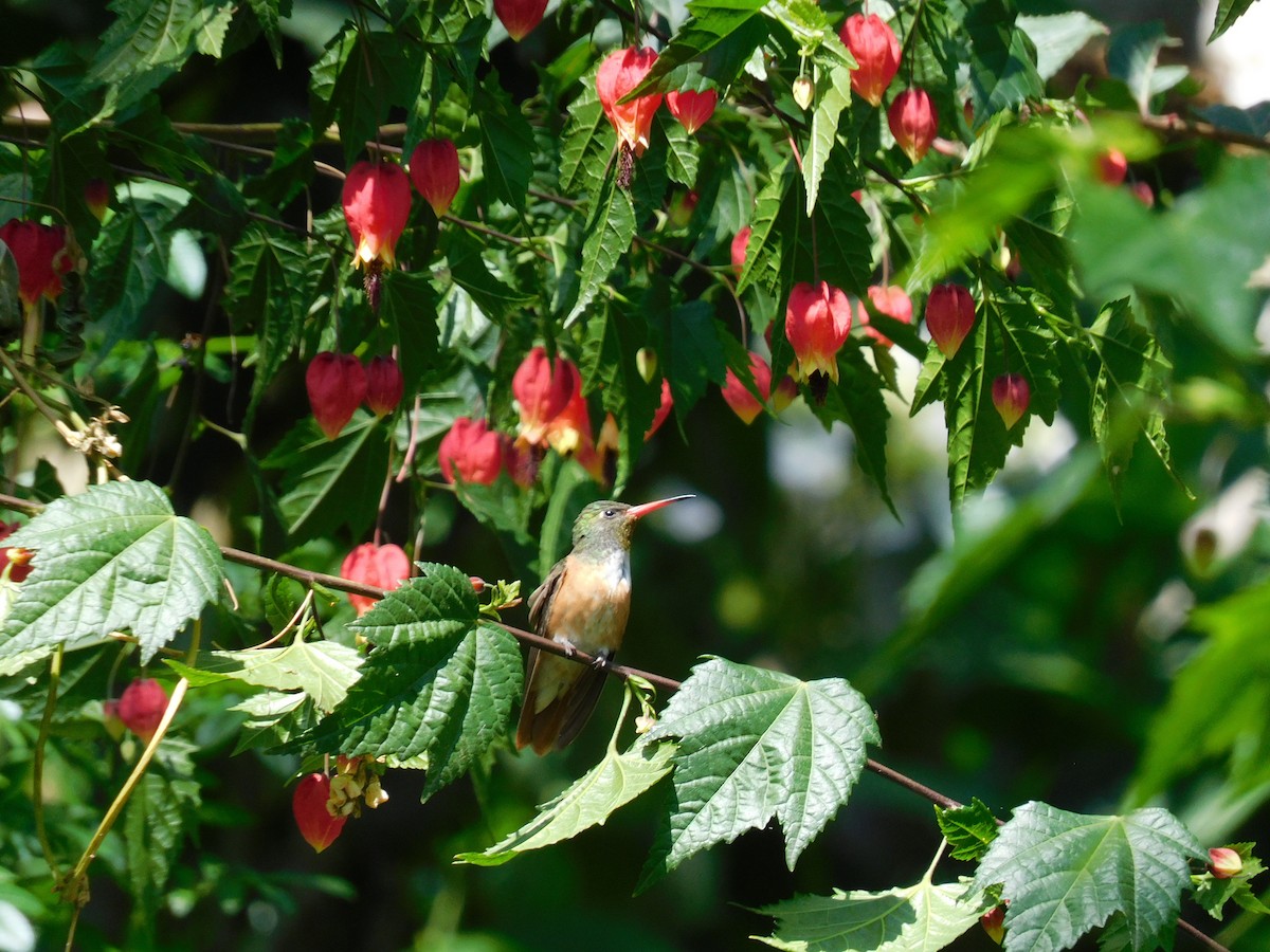 Amazilia Hummingbird - ML503286101