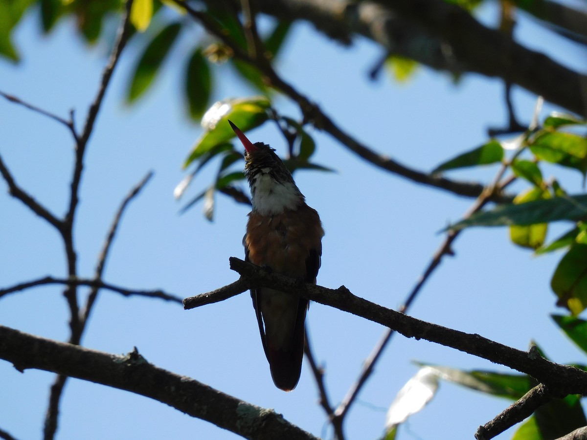 Amazilia Hummingbird - ML503286111
