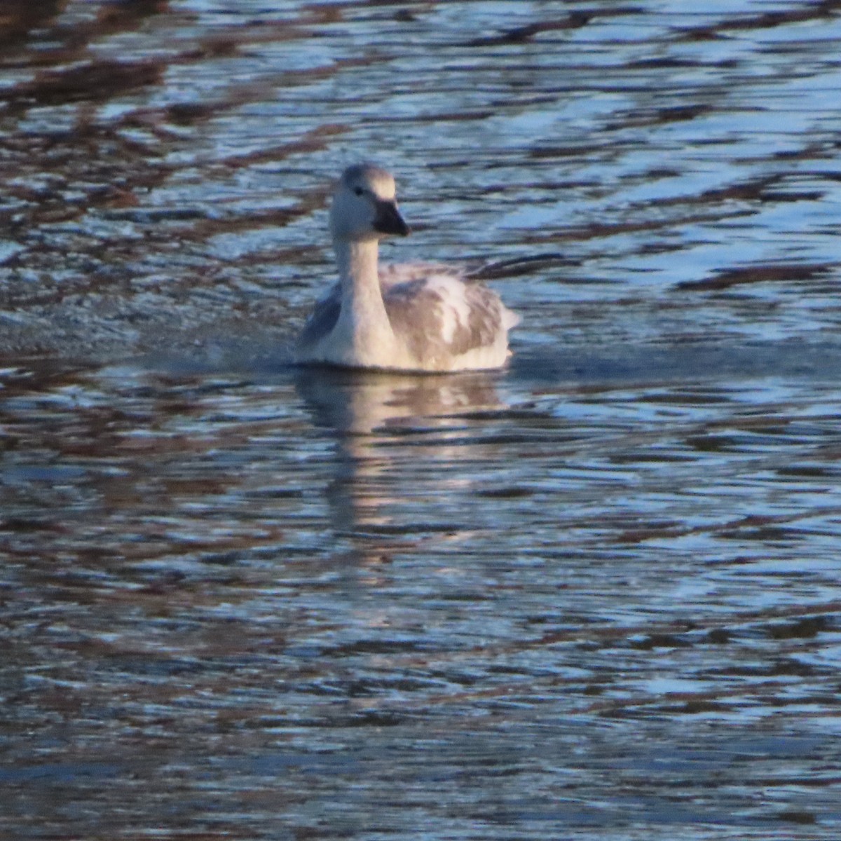 Snow Goose - ML503286791