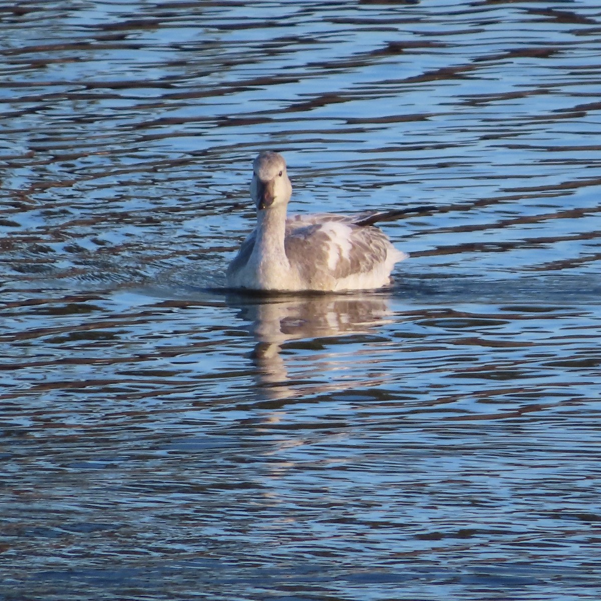 Snow Goose - ML503286801