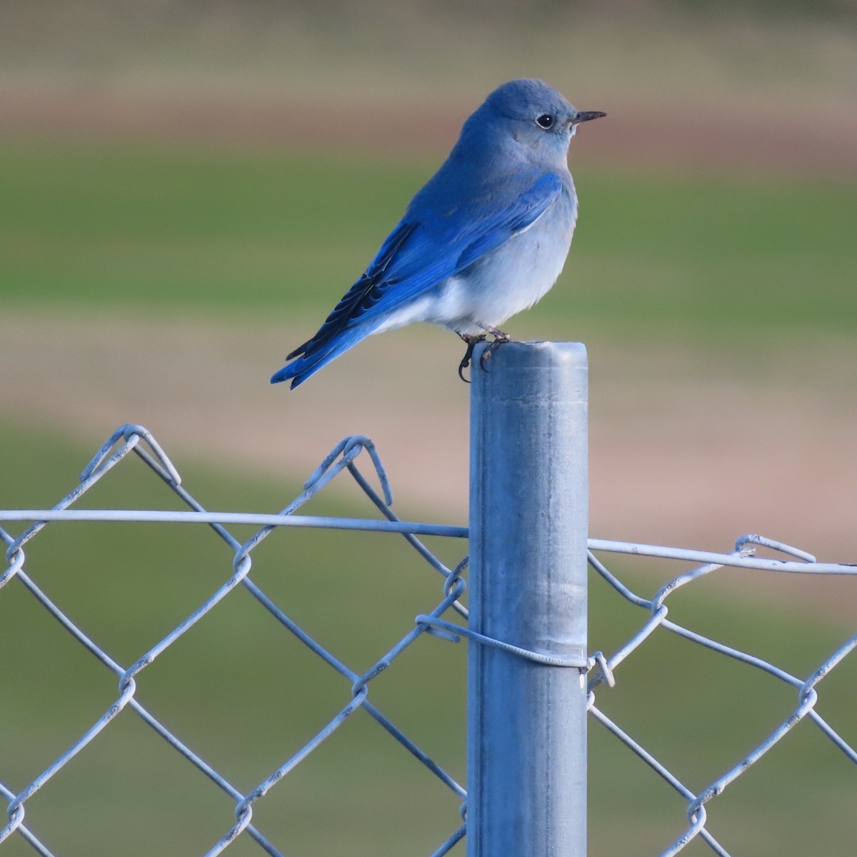 Mountain Bluebird - ML503286991
