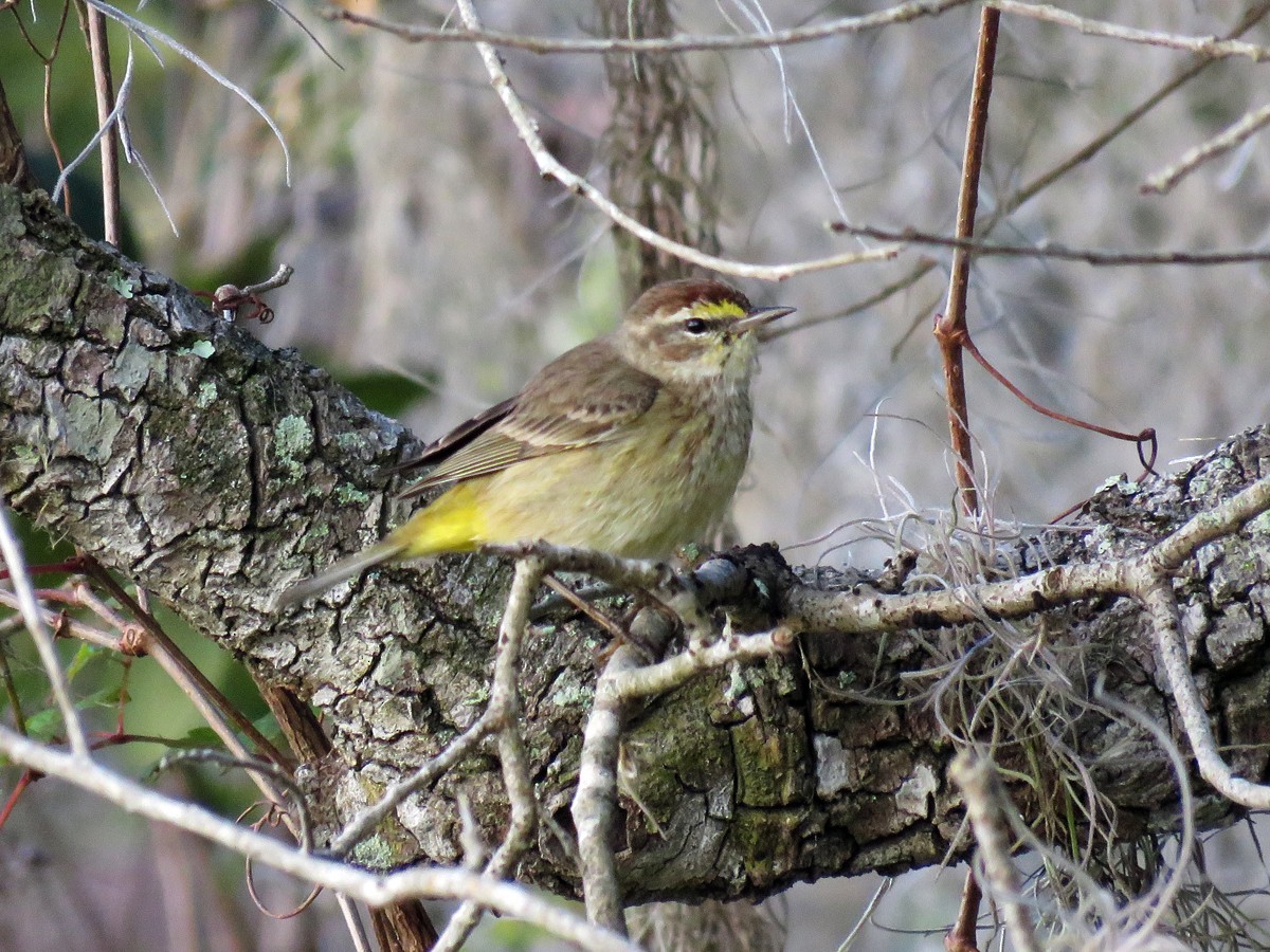 Palm Warbler - ML50328941