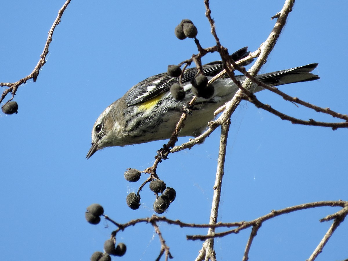 Yellow-rumped Warbler - ML50328961