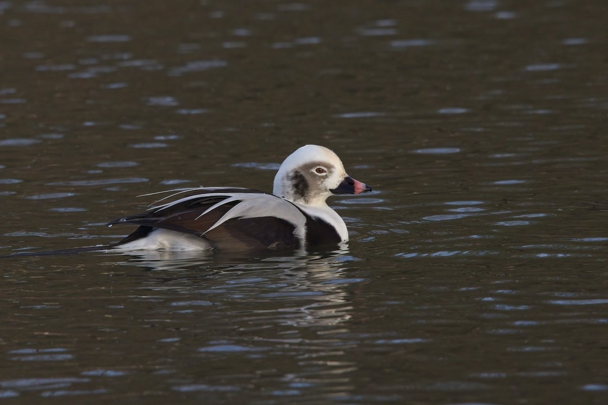 Long-tailed Duck - ML503290131