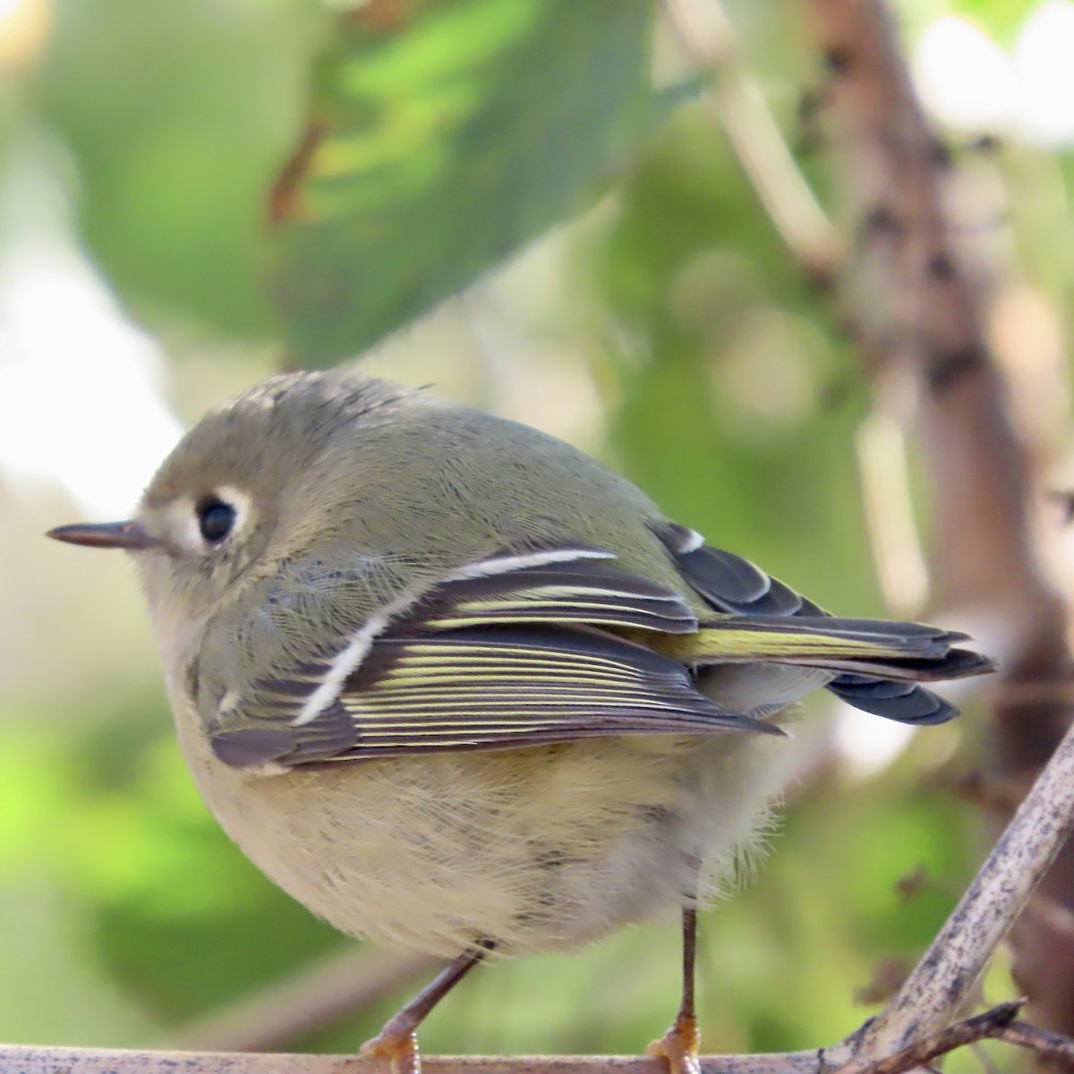 Ruby-crowned Kinglet - ML503290291